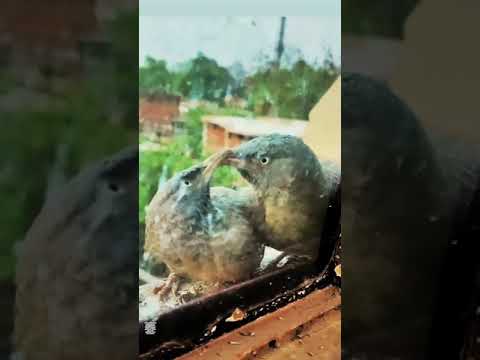 ankhin me mere tashveer teri female... short whatsapp status