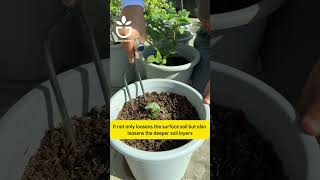 A fantastic gardening tool #garden #plant #oldgarden #gardening #gardenplant #gardentool #tools