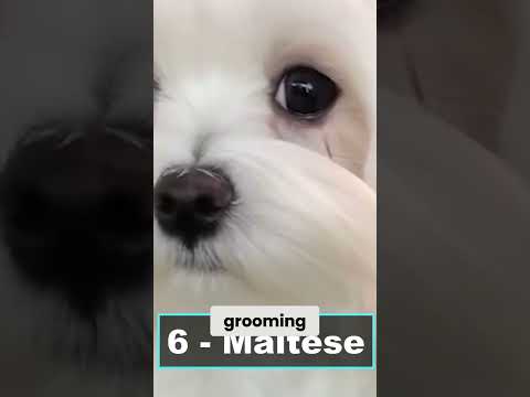 Maltese: The PERFECT Dog Breed For Seniors? (You Won't Believe #6!)