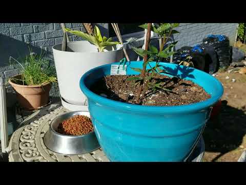 Navajo BlackBerry and tomato growth, egg shell powder for additional nutrients.