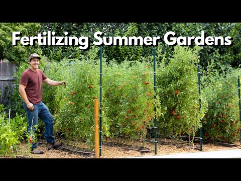 Fertilizing Summer Vegetable Gardens Organically