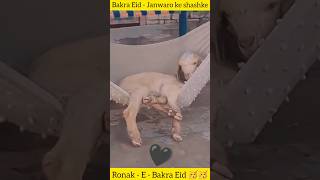 Bakrio ke Shashkai - Bakra Eid #animalsfunny #funnygoats #letslaugh #funnyvideos #bakraeid #shorts