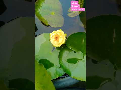 Very Elegant Water Lily #waterlily #yellowflowers #chadbagan #viralvideo #shorts #youtubeshorts