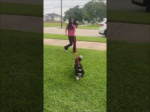 A day in my life by CED #shorts #shitzu #dog