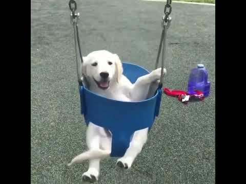 Funniest Animals - Best Of The 2022 Funny Animal Videos