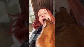 Cuddle with a fox.  how much i love her 🦊😍