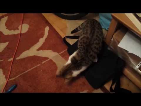 Ricardo Thunderstorm Clawslash - Cute like a cat, smart like a dog