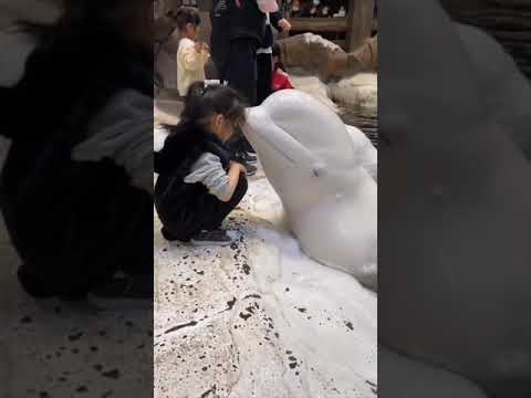 world's custest mamal || dolphi most rare breed | #raredolphin #cutestdolphin #shorts #viralkardopls