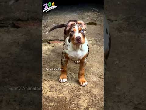 Before & After Animals Growing Up.Amazing Animal Transformation #animals #animalsofyoutube #fyp