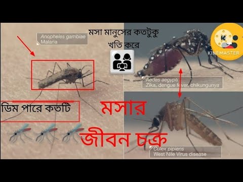 মসা কতদীন বেচে থাকে  কতগুলো ডীম পারে  কিভাবে টার্গেট করে unseen info world 
