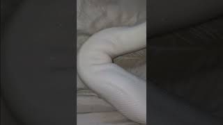 🤍🐍#piedballpython (reposted & edited vid)#snake #viralvideo #foryou #reptiles #animals #fypシ