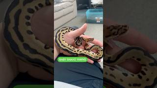 BABY BALL PYTHON YAWNS WHILE I HOLD HER😍🔥