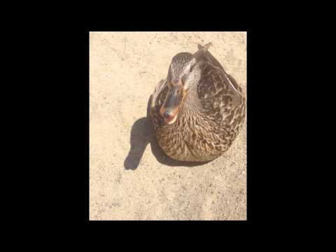 Duck Vine