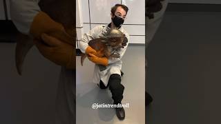 Animals Small To Big Transformation!