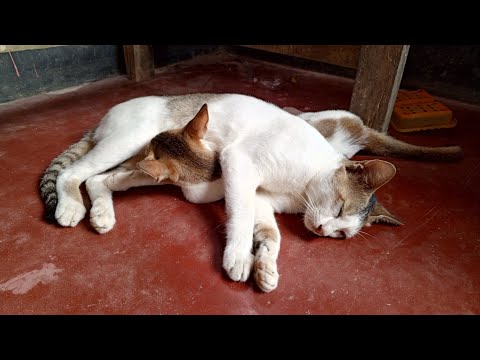 Cat feeding funny video😀#funnycat #cat #shorts
