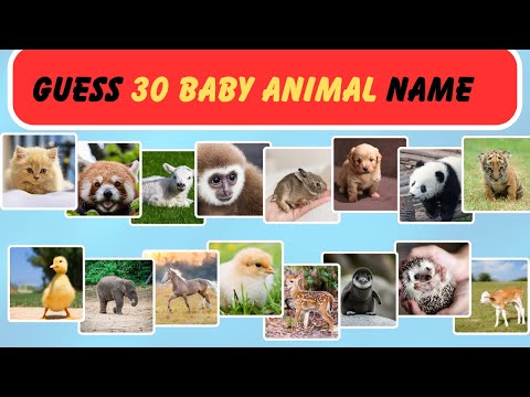 Guess the Baby Animal Name! | 30 Cute Animal Babies Quiz for Kids & Family | Baby animals names quiz