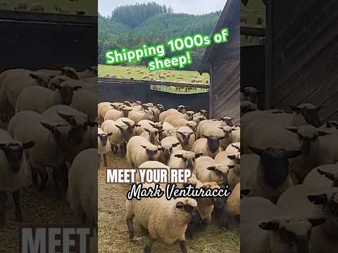 Shipping sheep with Mark Venturacci  #livestockmarketing