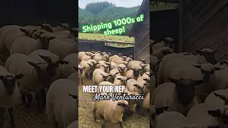 Shipping sheep with Mark Venturacci  #livestockmarketing