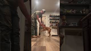 Boxer Dog Ignores Man Who Wants to Pet Him
