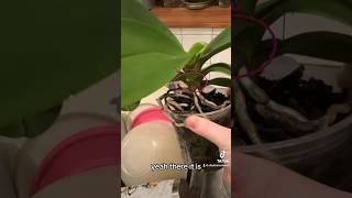 Another orchid development! #orchid #plant #orchidcare #growth #leaves #wateringplants #orchidslover