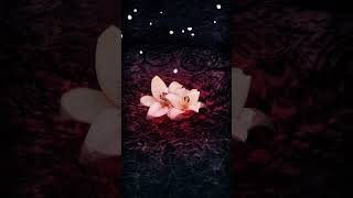 Galaxy Themes - [poly] lily in abyss