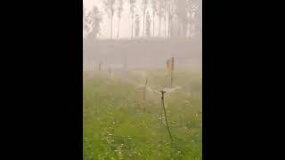 sprinkler irrigation...💫💫