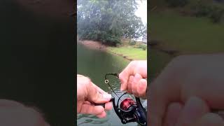 Catching a Red Devil Fish #shorts