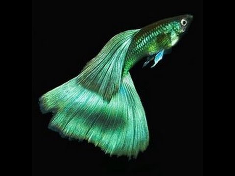 NEW RARE BREED GUPPY