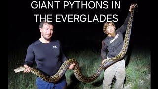 FIRST TIME PYTHON HUNTER CATCHES 4 PYTHONS!