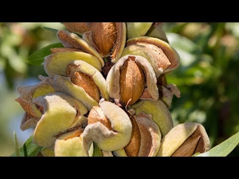 Foods That Could Become Extinct