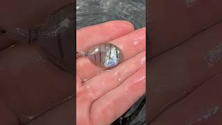 Saving Nemo! Tide Pool Adventure!