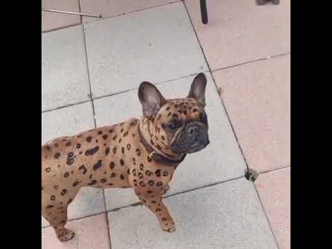 The rare "chita" Frenchie | French Bulldog #shorts