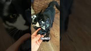 This Vitiligo Cat Made Her Owner Rich!