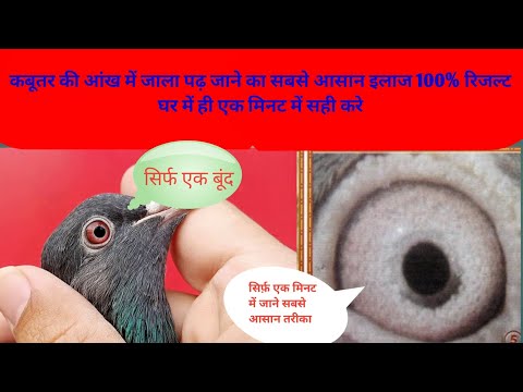 कबूतर की आंख का जाले का इलाज। कबूतर का अंधापन कैसे खत्म करे