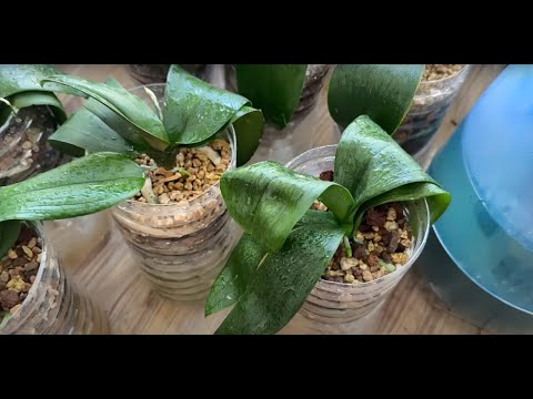 How To Revive A Wilted Orchid - Orchid Care #howto