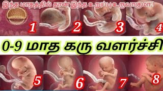 Baby development month by month in tamil/#babydevelopment #babymovements #baby#pregnancysymptoms