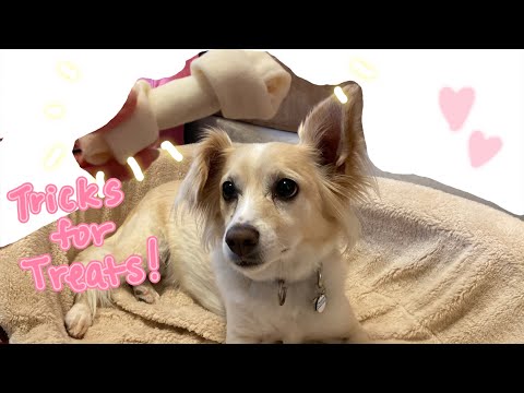 Coco’s Amazing Dog Show!!