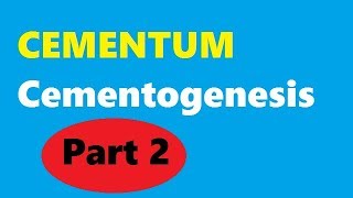 Cementum Part 2: Cementogenesis