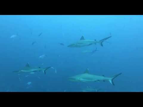 (5) 2019   Maldives Deep South v3