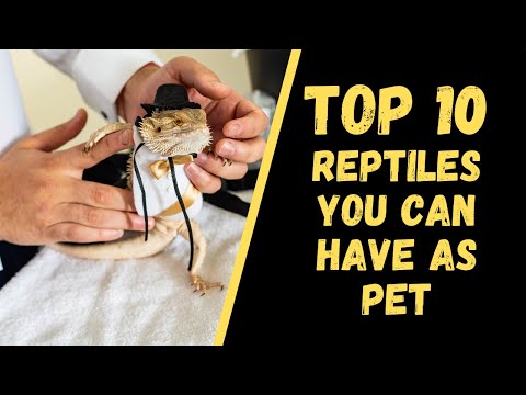 Top 10 Reptiles You Can Have As Pets
