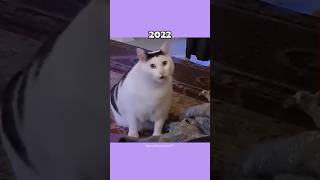 Where Are The Famous Cat Memes Now?💔🕊️ (ThenVsNow) #shorts