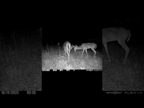 #deer #gamecamera #animalshorts #hunting
