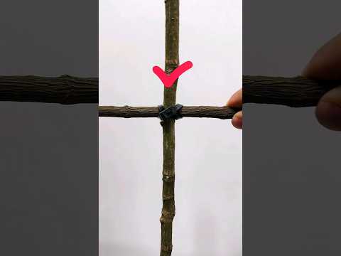 Bean Trellis Mastery: Perfecting the Art of Binding for Optimal Growth #LifeHacks #TechnicalTips