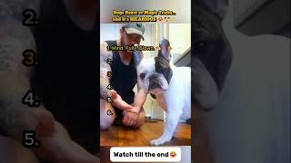 Dogs React to Magic Tricks... and It’s HILARIOUS 😂🐶✨