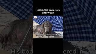 kindly donate link in bio to support him #USA#AmericanDogs#AmericanDogLovers#uk#german