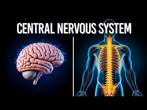 Central Nervous System Psychology Explained | How Your Brain Controls Emotions