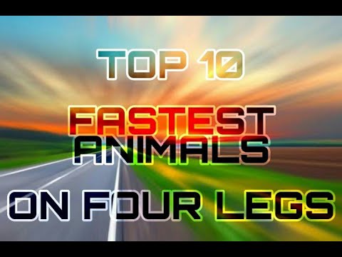 Top 10 Fastest Animals on Four Legs