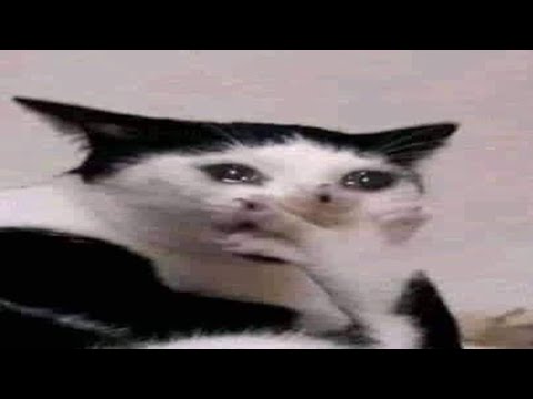 cats will be cats