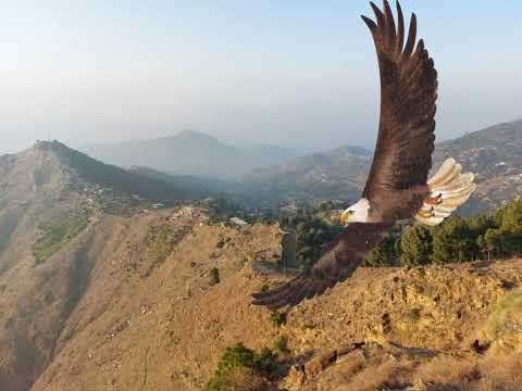 Eagle