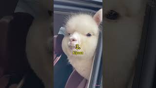 5 Amazing South American Animals 😲 | Crazy Facts | Amazing Facts | Cute Animal Facts